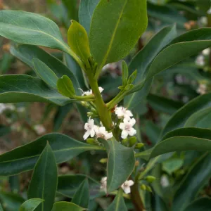 Myoporum, Point Loma, San Diego County