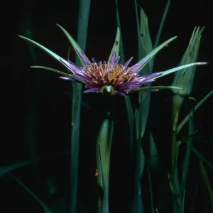 Tragopogon porrifolius, Stevens Park, Santa Barbara County