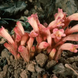 Orobanche fasciculata, South of Schulman Grove, White Mountains, Owens Valley, Sierra Nevada