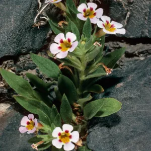 Mimulus rupicola, Eureka Valley Road, Death Valley