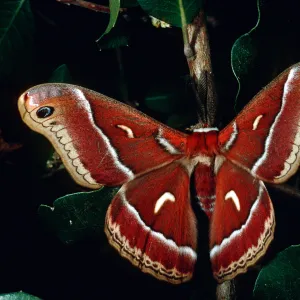 Ceanothus Silk Moth, Santa Barbara Botanic Garden