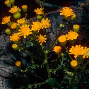 Senecio multilobatus, South of Schulman Grove, White Mountains, Owens Valley, Sierra Nevada