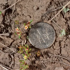 Gymnosteris parvula, meadow, White Mountains, Owens Valley, Sierra Nevada