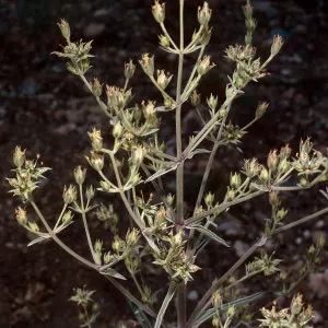 Frasera puberulenta, Grandview Campground, White Mountains, Owens Valley, Sierra Nevada