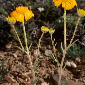Hymenopappus filifolius, South of Schulman Grove, White Mountains, Owens Valley, Sierra Nevada