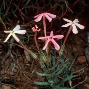 Phlox stansburyi, South of Schulman Grove, White Mountains, Owens Valley, Sierra Nevada