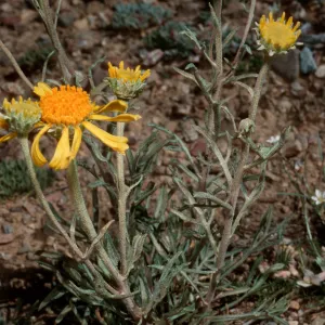 Hymenopappus, Schulman Grove, White Mountains, Owens Valley, Sierra Nevada