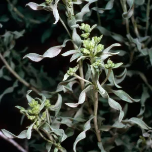 Chrysothamnus viscidiflorus, Grandview, White Mountains, Owens Valley, Sierra Nevada