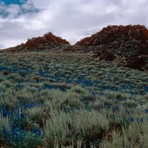 Lupinus argentus in sagebrush, head of Wyman Canyon, White Mountains, Owens Valley, Sierra Nevada