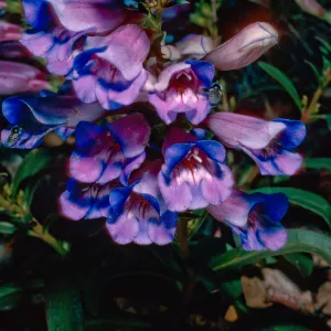 Penstemon speciosus, South of Schulman Grove, White Mountains, Owens Valley, Sierra Nevada