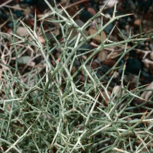 Lygodesmia spinosa, Westgard Pass, Inyo National Forest, White Mountains