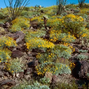 Encelia farinosa, Anza Borrego