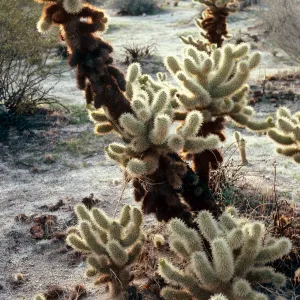 Opuntia bigelovii, Anza Borrego