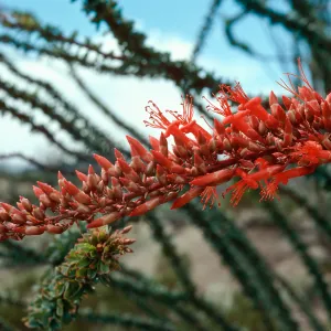 Fouquieria splendens, Anza Borrego