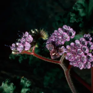 moth on Phacelia crenulata, Bow Willow, Anza Borrego
