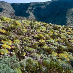 Encelia farinosa, Anza Borrego
