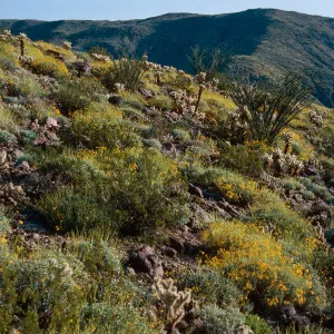 Encelia farinosa, Anza Borrego