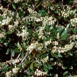 Comarostaphylis diversifolia, East of Pelican Bay, Santa Cruz Island