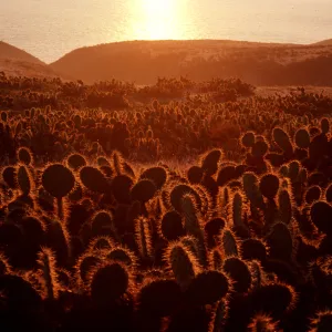 Opuntia (Prickly-pear) at sunrise, Cave Canyon, Santa Barbara Island