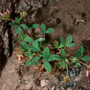 Trifolium palmeri, South Mesa, Guadalupe Island