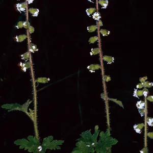 Lithophragma maximum, 2nd canyon south of Malo, San Clemente Island