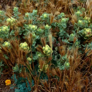 Castilleja mollis, West side of Carrington Point, Santa Rosa Island