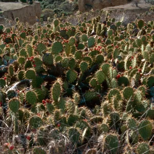 Opuntia oricola, near mouth of Celery Canyon, San Nicolas Island