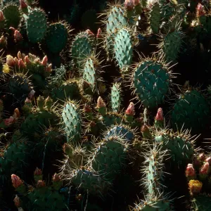 Opuntia oricola, Southeast slopes, San Nicolas Island