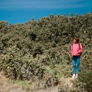 Opuntia prolfera, top of South bluffs, by field station, San Nicolas Island
