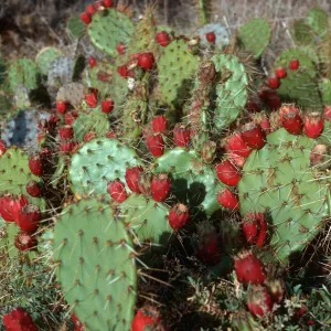 Opuntia oricola, Northeast side, Beach Road, San Nicolas Island