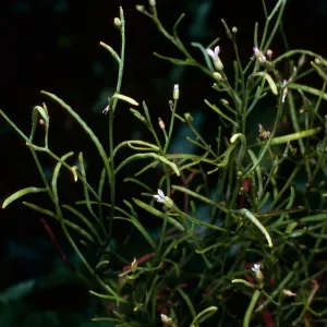 Sibara filifolia, Santa Barbara Botanic Garden