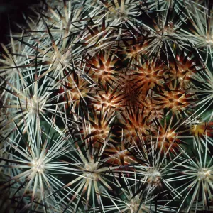 North end, Joshua Tree