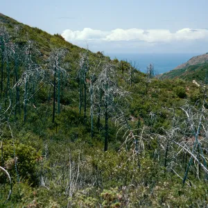 burned Cupressus sargentii, Lions Den, Big Sur