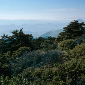 Cupressus sargentii, South slope, Cuesta ridge, San Luis Obispo County