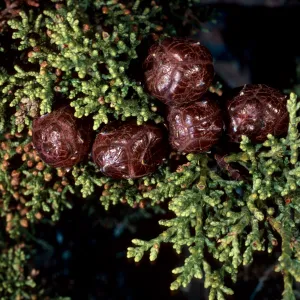 Cupressus sargentii, West Cuesta Ridge Road, San Luis Obispo County