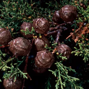 Cupressus sargentii, Cuesta Batanic Area, San Luis Obispo County