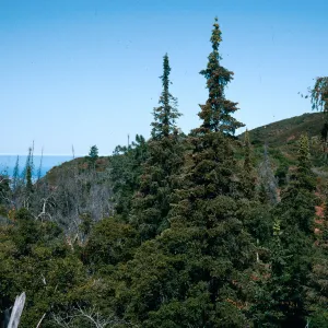 Abies bracteata, Villa Creek, Lions Den, Big Sur