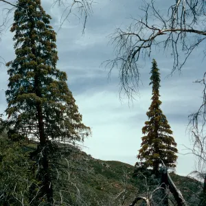 Abies bracteata, Villa Creek, Lions Den, Big Sur