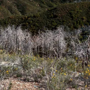 burned Cupressus sargentii, North of Peak 3205, Lions Den, Big Sur