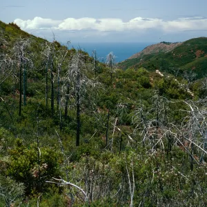 burned Cupressus sargentii, Lions Den, Big Sur
