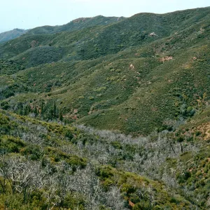 burned Cupressus sargentii, N-facing slope, Lions Den, Big Sur