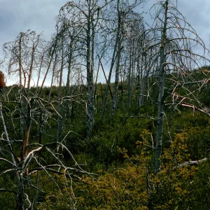burned Cupressus sargentii, Cruickshank Trail, Lions Den, Big Sur