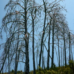 burned Cupressus sargentii, Lions Den, Big Sur