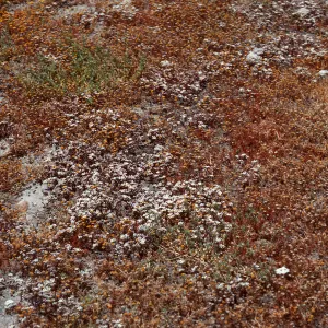 Dudleya blockmaniae ssp. insularis, South of Δ OAR, Santa Rosa Island