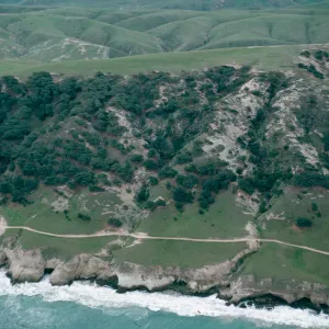 Torrey Pines, Santa Rosa Island
