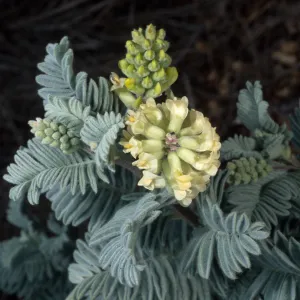 Astragalus pycnostachyus lanosissimus, Ventura