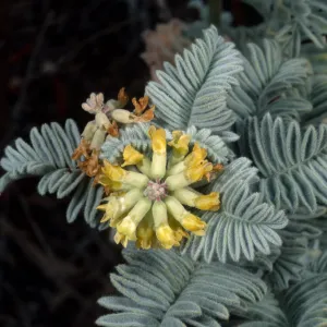 Astragalus pycnostachyus lanosissimus, Ventura