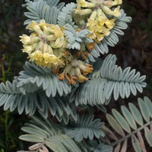 Astragalus pycnostachyus lanosissimus, Ventura