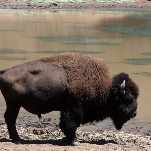 bison, Echo Lake, Catalina Island