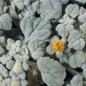 Psathyrotes ramosissma, Joshua Tree, South end
